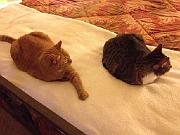 Our Animals